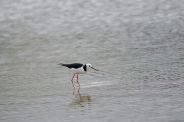 Pied stilt Himantopus leucocephalus catching a tunnelling mud crab Austrohelice crassa. Hoopers Inlet. Otago Peninsula. South Island. New Zealand.