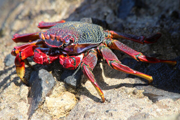 rote_Klippenkrabbe
