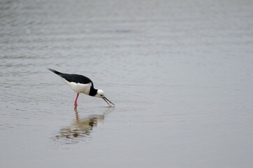 Pied stilt Himantopus leucocephalus catching a tunnelling mud crab Austrohelice crassa. Hoopers Inlet. Otago Peninsula. South Island. New Zealand.