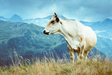 Una vaca blanca mirando a un lado sobre pasto con montañas verdes al fondo en un día nublado