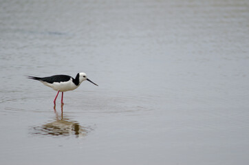 Fototapeta premium Pied stilt Himantopus leucocephalus with a tunnelling mud crab Austrohelice crassa. Hoopers Inlet. Otago Peninsula. Otago. South Island. New Zealand.