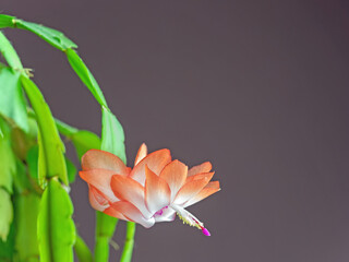 Nahaufnahme einer Blüte von Kaktus Schlumbergera