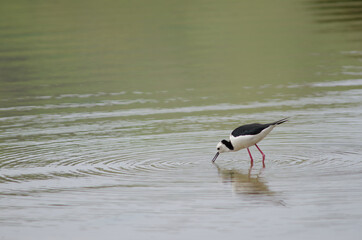 Pied stilt Himantopus leucocephalus catching a prey. Hoopers Inlet. Otago Peninsula. Otago. South Island. New Zealand.