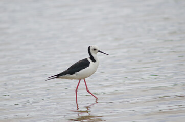 Pied stilt Himantopus leucocephalus. Hoopers Inlet. Otago Peninsula. Otago. South Island. New Zealand.