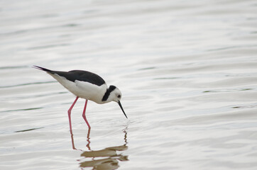 Pied stilt Himantopus leucocephalus searching for food. Hoopers Inlet. Otago Peninsula. Otago. South Island. New Zealand.