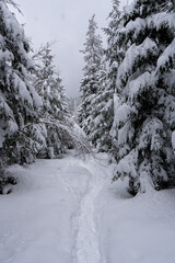 Spruce Tree foggy Forest Covered by Snow in Winter Landscape in beskydy czech