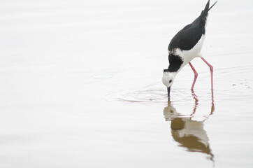 Pied stilt Himantopus leucocephalus searching for food. Hoopers Inlet. Otago Peninsula. Otago. South Island. New Zealand.