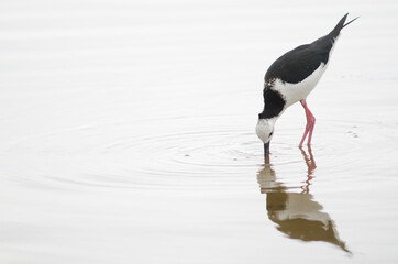 Pied stilt Himantopus leucocephalus searching for food. Hoopers Inlet. Otago Peninsula. Otago. South Island. New Zealand.