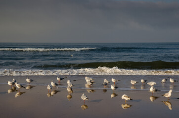 Sea and breakwaters, lots of seagulls on the beach