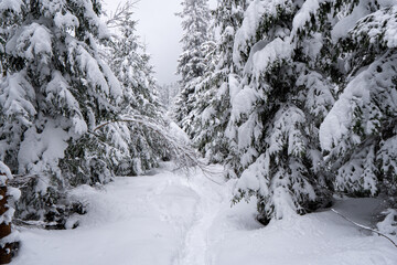 Fototapeta na wymiar Spruce Tree foggy Forest Covered by Snow in Winter Landscape in beskydy czech