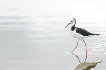 Pied stilt Himantopus leucocephalus. Hoopers Inlet. Otago Peninsula. Otago. South Island. New Zealand.