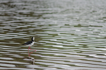 Pied stilt Himantopus leucocephalus. Hoopers Inlet. Otago Peninsula. Otago. South Island. New Zealand.