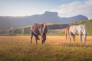 Grazing Icelandic horses with Reyniskirkja Church and the village of Vik in the background on a...