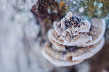 Mushrooms parasites grow on the tree. Versicolor mushroom.