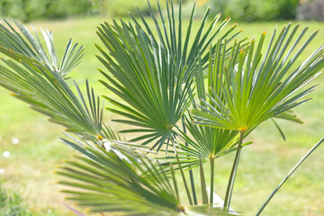 palm leaves on background of green grass
