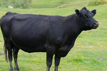 Cow Bos primigenius taurus. Otago Peninsula. Otago. South Island. New Zealand.