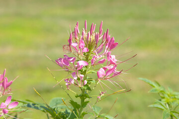 wild flower on background of green grass