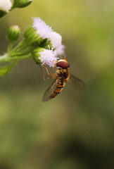 This is a honey bee sitting on flowers