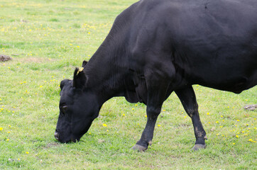 Cow Bos primigenius taurus grazing. Otago Peninsula. Otago. South Island. New Zealand.