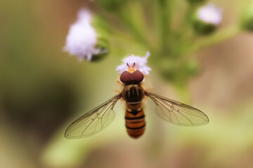 This is a honey bee sitting on flowers