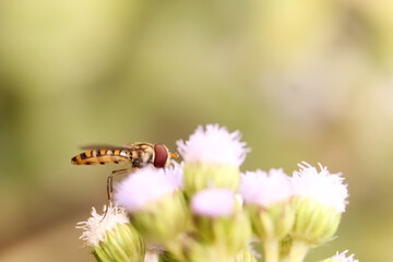 This is a honey bee sitting on flowers