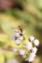 This is a honey bee sitting on flowers