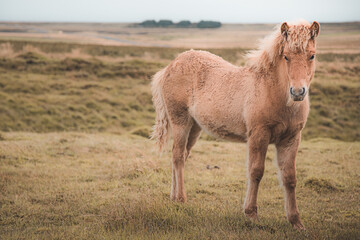 Portrait of a golden Icelandic horse (Equus ferus caballus) in Southern Iceland near the small town of Vik.