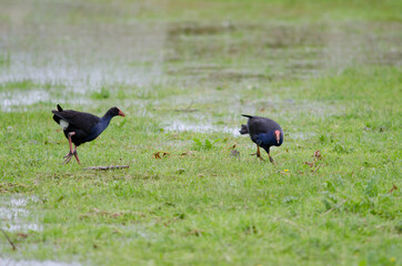 Australasian swamphens Porphyrio melanotus chasing each other. Otago Peninsula. Otago. South Island. New Zealand.