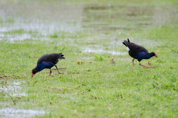Australasian swamphens Porphyrio melanotus. Otago Peninsula. Otago. South Island. New Zealand.