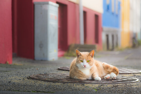 A ginger tabby cat (Felis catus) sitting ontop of a manhole cover stares intently to the camera on a street with colourful buildings in Reykjavik, Iceland.