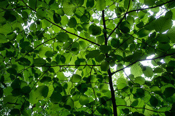Forest background. Fresh green leaves against the sky.