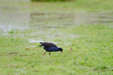 Australasian swamphen Porphyrio melanotus searching for food. Otago Peninsula. Otago. South Island. New Zealand.