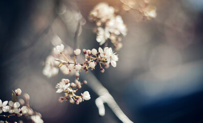 White flowers of cherry.