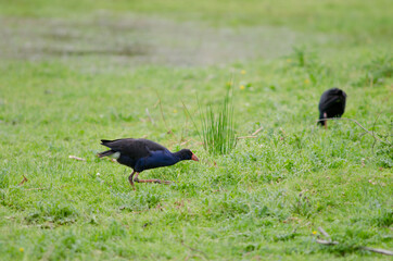 Australasian swamphens Porphyrio melanotus searching for food. Otago Peninsula. Otago. South Island. New Zealand.
