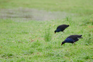 Australasian swamphens Porphyrio melanotus searching for food. Otago Peninsula. Otago. South Island. New Zealand.