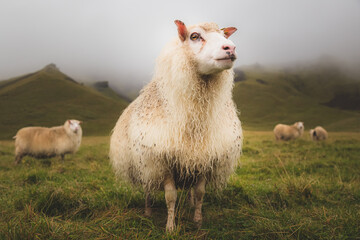 Proud looking Icelandic sheep (Ovis aries) stands tall for the camera in a rural setting near Vik,...
