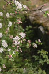 Blossoming apple tree