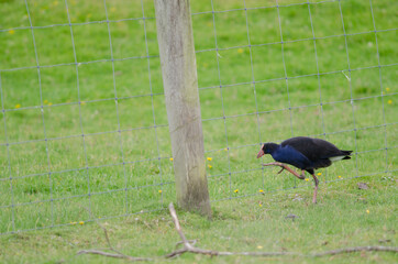 Australasian swamphen Porphyrio melanotus trying to cross a fence. Otago Peninsula. Otago. South Island. New Zealand.
