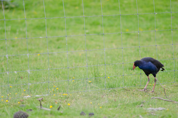 Australasian swamphen Porphyrio melanotus next to a fence. Otago Peninsula. Otago. South Island. New Zealand.