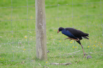 Australasian swamphen Porphyrio melanotus trying to cross a fence. Otago Peninsula. Otago. South Island. New Zealand.