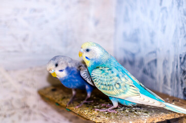 Wavy parrots on a light background