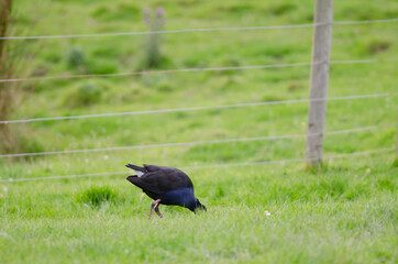 Australasian swamphen Porphyrio melanotus feeding. Otago Peninsula. Otago. South Island. New Zealand.