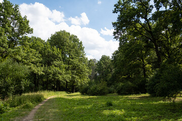 The path in the park. Beautiful mixed forest in summer.