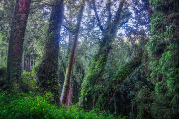 Fototapeta premium Mystical forest in Alishan natural park