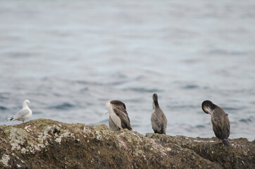 Fototapeta premium Spotted shags Phalacrocorax punctatus preening. Juveniles. Otago Peninsula. Otago. South Island. New Zealand.