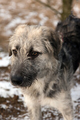 Young Romanian crossbreed dog - Ciobanesc Romanesc Carpatin crossbreed