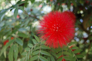 Selective Focus on Red Powder Puff Flower also know as Calliandra flower with blurred background