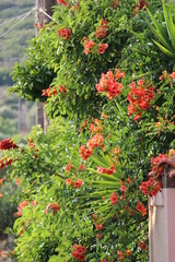 Obraz premium red and green