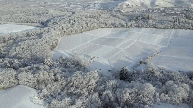 Vast Vineyard Landscape Surrounded By Trees With Hoarfrost In A Wine Village In Offenburg, Germany. tilt-up drone