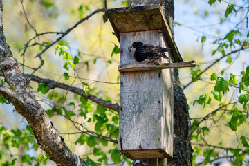 Starling bird ( Sturnus vulgaris ) bringing worm to the wooden nest box in the tree. Bird feeding kids in wooden bird house hanging on the birch tree outdoors